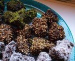 DSC00037.jpg
